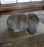 Duits hangoortje, Mâle, Oreilles tombantes, 0 à 2 ans