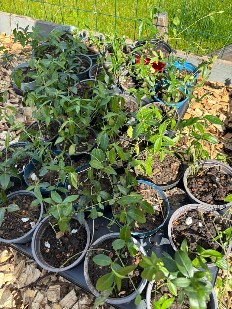 Maagdenpalm plantjes, Jardin & Terrasse, Plantes | Jardin, Enlèvement, Plante fixe, Couvre-sol, Mi-ombre