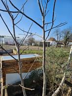 Gratis walnotenbomen !, Enlèvement