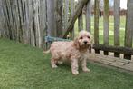 Prachtige Abrikoos/rode en Sable Cockapoo pups, Parvo, België, Overige rassen, 8 tot 15 weken
