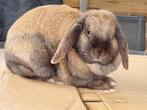 Konijn, Dieren en Toebehoren, Konijnen, Vrouwelijk, Middelgroot, Hangoor, 0 tot 2 jaar