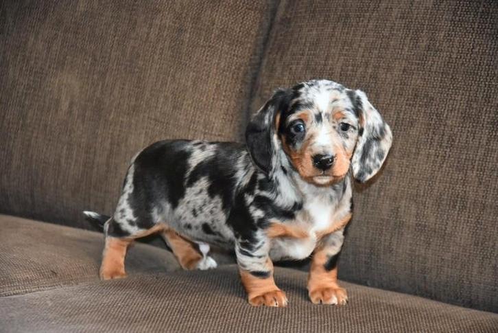 Kortharig Teckel reutje, Animaux & Accessoires, Chiens | Teckels & Bassets, Plusieurs animaux, Poils courts, Nain, Éleveur | Professionnel