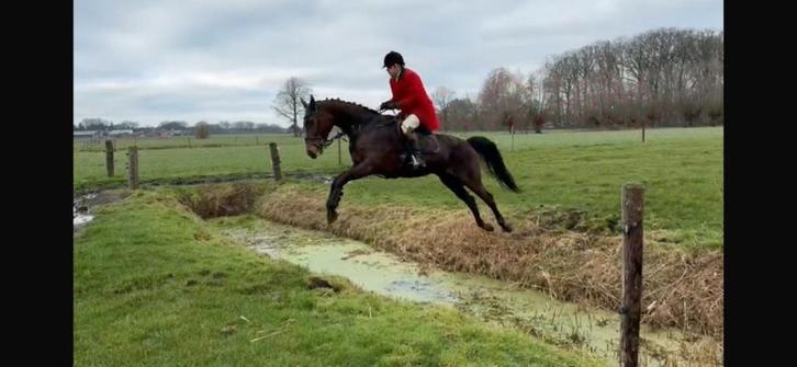 Top jachtpaard met ervaring, Animaux & Accessoires, Chevaux, Jument, Ne s'applique pas, 165 à 170 cm, 11 ans ou plus, Cheval de saut