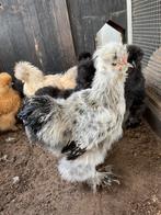 Jonge USA zijdehoen hanen - gratis