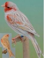 kleur kanarie, Dieren en Toebehoren, Vogels | Kanaries, Mannelijk, Kleurkanarie