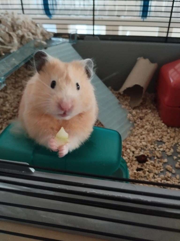 Een hamster die Meli heet, zoekt een nieuw thuis, Hamster, Décembre, Domestique, Femelle