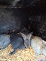 Vlaamse reuzen, Dieren en Toebehoren, Konijnen