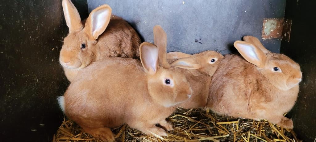 Vaal van Bourgondie 1 voedster en 1 rammelaar