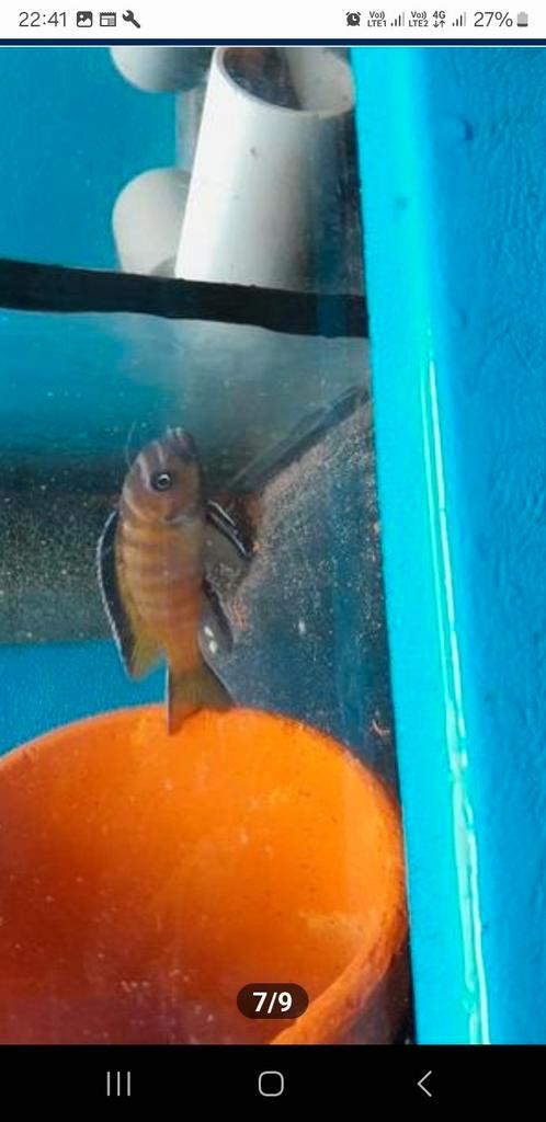 Pseudotropheus usisya, Animaux & Accessoires, Poissons | Poissons d'aquarium, Poisson d'eau douce, Poisson