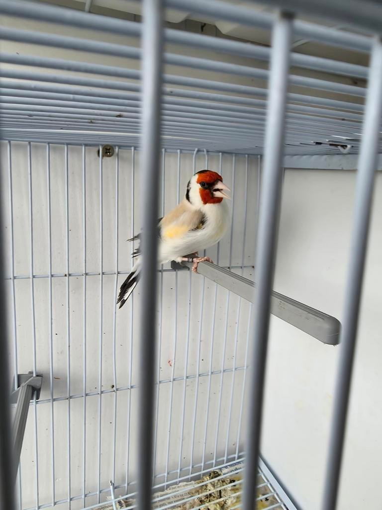 Majoor putter 2025 man