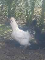 Zuivere zijdehoenders haantjes, Dieren en Toebehoren, Vogels | Overige Vogels, Mannelijk, Tam