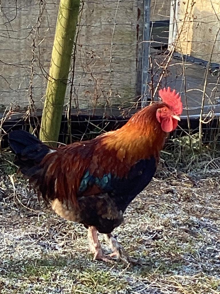 Volatile, Ophalen, Nieuw