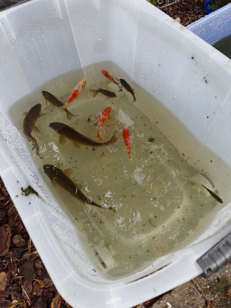 Shubunkin - vissen / Gratis!, Karper of Koi