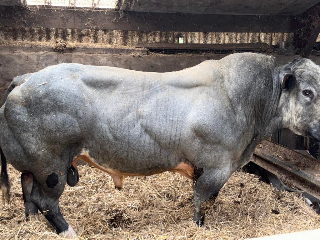 Dekstier, Dieren en Toebehoren