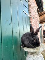 Reus konijn mannetje, Dieren en Toebehoren