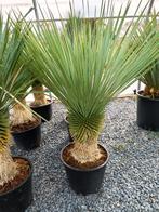 Yucca rostrata palm, Ophalen
