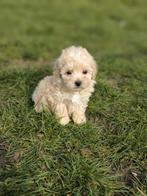 Prachtige Maltipoo pupjes bij ons geboren te koop, Parvo, België, 8 tot 15 weken, Meerdere