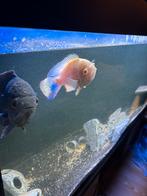 2 oscars te koop, Dieren en Toebehoren, Vissen | Aquariumvissen
