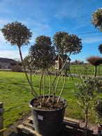 Olijfboom Olea Europaea Cipressino- op voorraad, Enlèvement, Olivier