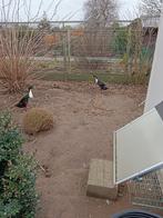 Loopeend., Dieren en Toebehoren, Pluimvee, Mannelijk, Eend