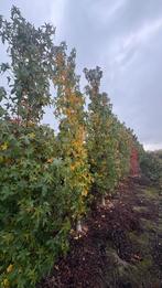 Arbres à colonnes Liquidambar | sweetgum trees, Enlèvement ou Envoi