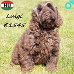 Cockapoo, chiots chocolat et sable à vendre, 15 semaines à 1 an, Hépatite contagieuse (maladie de Rubarth), Autres races, Plusieurs animaux