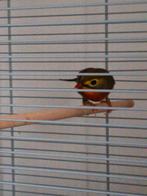 Japanse nachtegaal, Dieren en Toebehoren, Vogels | Overige Vogels