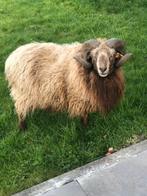 Schaap te koop ram, Dieren en Toebehoren, Schapen, Geiten en Varkens, Mannelijk, Schaap, 0 tot 2 jaar