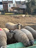 Agnelles bleu de maine