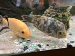 Amerikaanse cichliden, Dieren en Toebehoren, Vissen | Aquariumvissen, Zoetwatervis