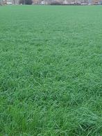 Gras-rogge-klaver, Zakelijke goederen, Landbouw | Veevoer, Ophalen