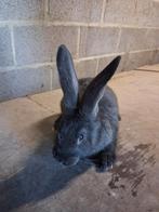 Duitse reus voedster, Femelle, Grand, 0 à 2 ans