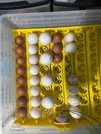 Oeuf feconde de toute race, Animaux & Accessoires, Enlèvement, Comme neuf