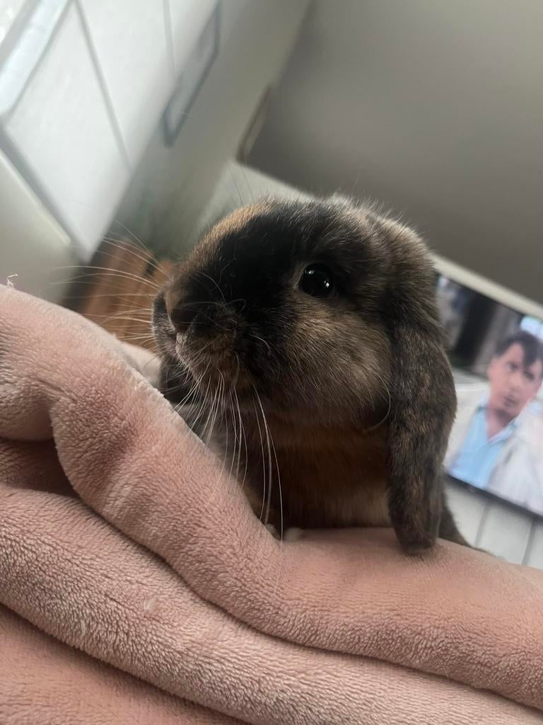 GEZOCHT: dekram, Dieren en Toebehoren, Konijnen, Klein, Vrouwelijk, 0 tot 2 jaar, Hangoor