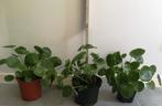 pannenkoek plant - Pilea Peperomioides - Chinese moneyplant, Groene kamerplant, Ophalen, Halfschaduw, Minder dan 100 cm