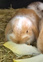 Superlief baby NHD dwergkonijn tje