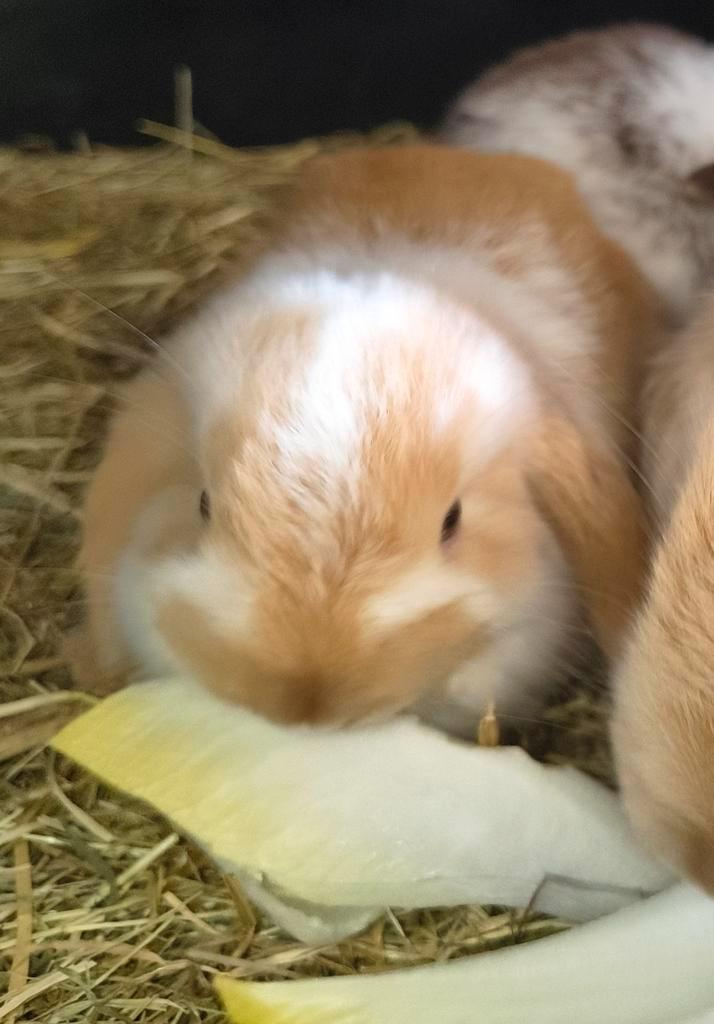 Superlief baby NHD dwergkonijn tje, Dieren en Toebehoren, Konijnen