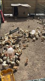 ‼️‼️ALLE KUIKENS AAN 5€/STUK‼️‼️, Animaux & Accessoires