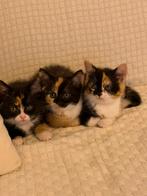 4 kittens van 7 weken oud te koop, Dieren en Toebehoren, Poes, Kortharig, 0 tot 2 jaar