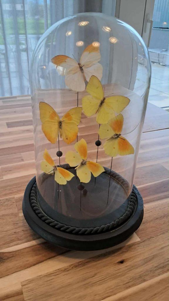 Cloche 6 papillons jaunes/orangés (Pieridae) sous dôme, Enlèvement, Utilisé, Insecte, Autres types