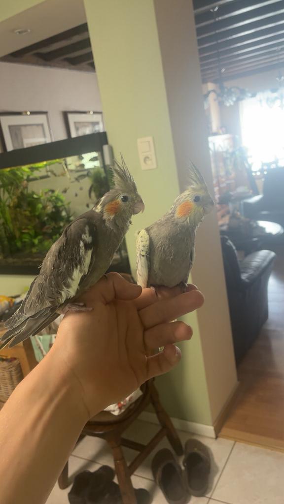 Tamme valken, Animaux & Accessoires, Oiseaux | Perruches & Perroquets