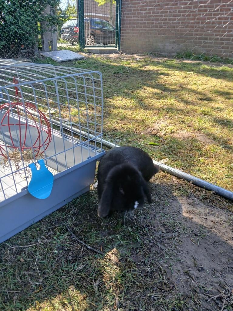 Konijn gratis af te halen, Mâle, 0 à 2 ans