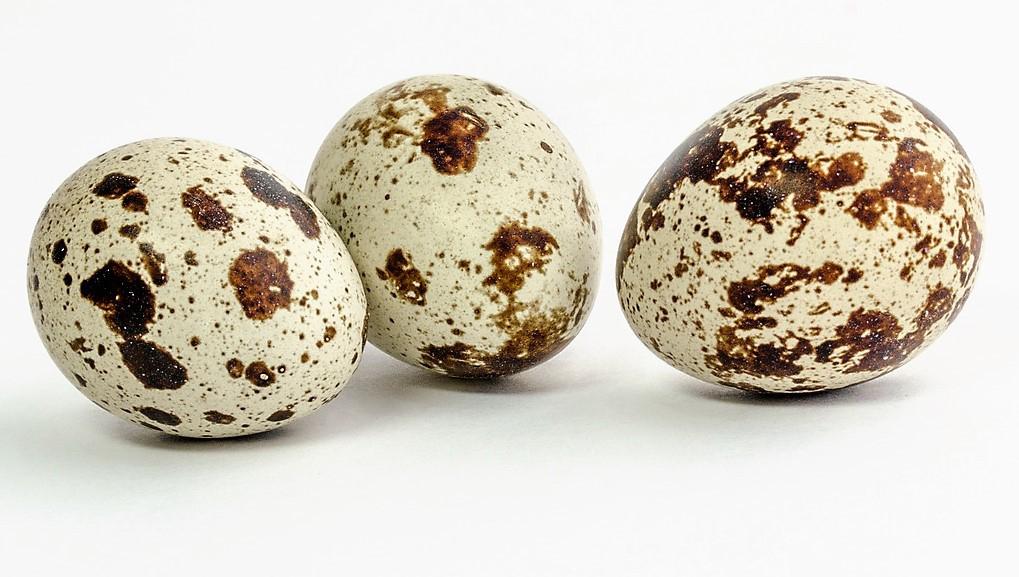 Jumbo kwartel eieren, Dieren en Toebehoren, Pluimvee