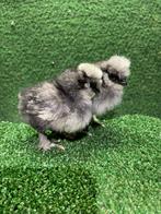 Zijdehoen USA kriel kuikens, Dieren en Toebehoren, Pluimvee, Meerdere dieren, Kip
