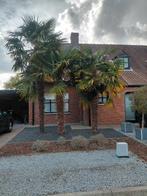 Winterharde palmbomen trachicarpus fortunei, Ophalen