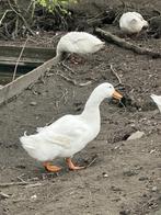 Witte Parkeend - Kuikens of broedeieren, Dieren en Toebehoren, Geslacht onbekend, Eend