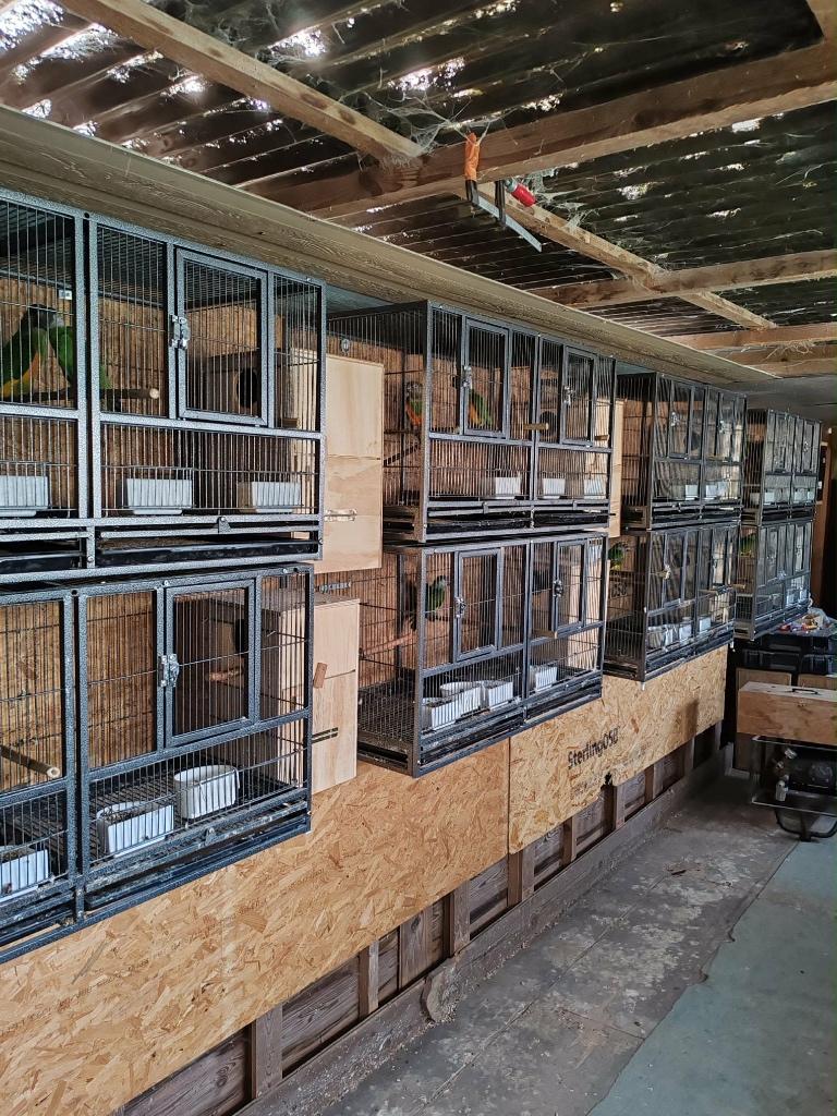 12 couple youyou Sénégal, Animaux & Accessoires, Oiseaux | Perruches & Perroquets