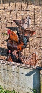Trio de wyandottes naines