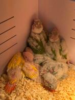 Pyrrhura’s lutino/ pineapple split / munt