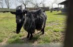 Blauwschimmel tan dwergeitenbok - dekbok 5jaar, Dieren en Toebehoren, Schapen, Geiten en Varkens